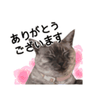 ぶさかわな猫（個別スタンプ：16）
