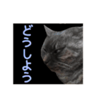 ぶさかわな猫（個別スタンプ：17）