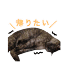 ぶさかわな猫（個別スタンプ：18）