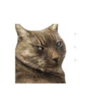 ぶさかわな猫（個別スタンプ：19）