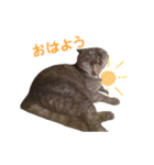 ぶさかわな猫（個別スタンプ：20）