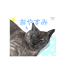 ぶさかわな猫（個別スタンプ：21）