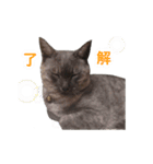 ぶさかわな猫（個別スタンプ：23）