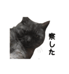 ぶさかわな猫（個別スタンプ：25）