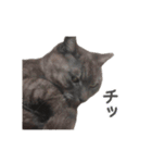 ぶさかわな猫（個別スタンプ：26）