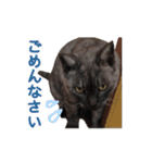 ぶさかわな猫（個別スタンプ：27）