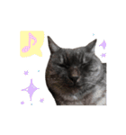 ぶさかわな猫（個別スタンプ：29）