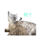ぶさかわな猫（個別スタンプ：30）