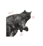 ぶさかわな猫（個別スタンプ：31）