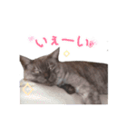 ぶさかわな猫（個別スタンプ：32）