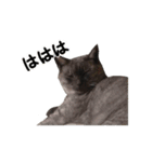 ぶさかわな猫（個別スタンプ：35）