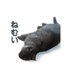 ぶさかわな猫（個別スタンプ：37）