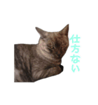 ぶさかわな猫（個別スタンプ：38）