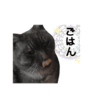 ぶさかわな猫（個別スタンプ：39）