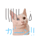 銀＆コウ2（個別スタンプ：4）