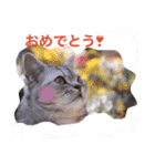 銀＆コウ2（個別スタンプ：12）