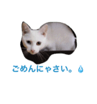 銀＆コウ2（個別スタンプ：13）