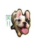 フレンチブル加夢君（個別スタンプ：8）
