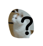 かわいい猫！（個別スタンプ：3）