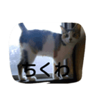 かわいい猫！（個別スタンプ：5）