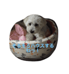 チャムの日常（個別スタンプ：8）