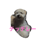 チャムの日常（個別スタンプ：10）