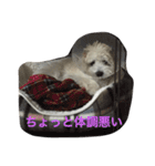 チャムの日常（個別スタンプ：31）