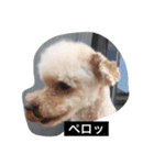 マルオです（個別スタンプ：1）