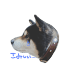 柴犬.（個別スタンプ：1）