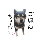 柴犬.（個別スタンプ：2）