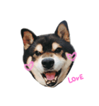 柴犬.（個別スタンプ：3）