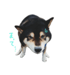 柴犬.（個別スタンプ：4）