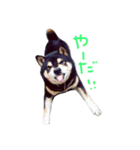 柴犬.（個別スタンプ：6）
