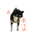柴犬.（個別スタンプ：7）