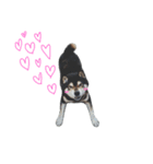 柴犬.（個別スタンプ：8）