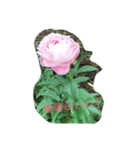 庭の花（個別スタンプ：8）