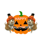 河瀬家にゃんこ ハロウィン（個別スタンプ：1）