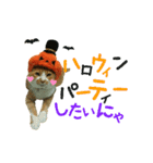 河瀬家にゃんこ ハロウィン（個別スタンプ：3）
