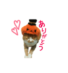 河瀬家にゃんこ ハロウィン（個別スタンプ：6）