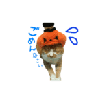 河瀬家にゃんこ ハロウィン（個別スタンプ：7）