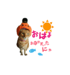 河瀬家にゃんこ ハロウィン（個別スタンプ：8）