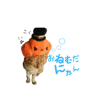河瀬家にゃんこ ハロウィン（個別スタンプ：10）