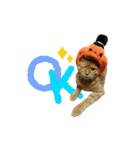 河瀬家にゃんこ ハロウィン（個別スタンプ：11）