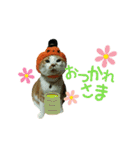 河瀬家にゃんこ ハロウィン（個別スタンプ：13）