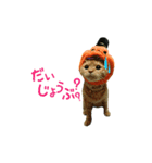 河瀬家にゃんこ ハロウィン（個別スタンプ：16）