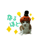 河瀬家にゃんこ ハロウィン（個別スタンプ：17）