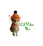河瀬家にゃんこ ハロウィン（個別スタンプ：19）