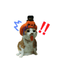 河瀬家にゃんこ ハロウィン（個別スタンプ：23）