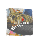 家猫（個別スタンプ：1）