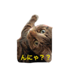 家猫（個別スタンプ：2）